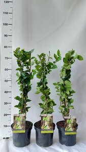 Lonicera fragrantissima 40-50 cm cont. 3,0L