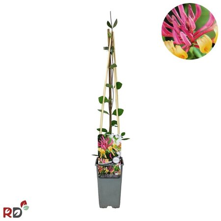 Lonicera heckr. 'American Beauty' 70 cm vierkant 2L - afbeelding 3