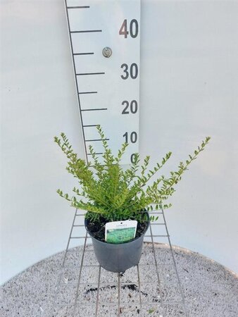 Lonicera nit. 'Elegant' 30-40 cm cont. 2,0L