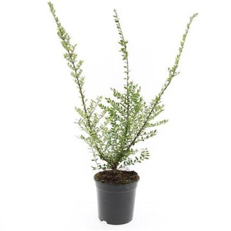 Lonicera nit. 'Elegant' geen maat specificatie cont. 1,5L