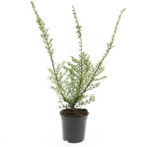 Lonicera nit. 'Elegant' geen maat specificatie cont. 1,5L