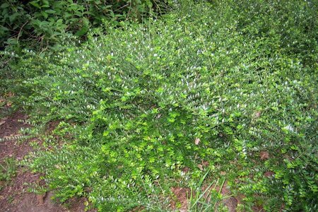 Lonicera nit. 'Elegant' geen maat specificatie 0,55L/P9cm - afbeelding 2