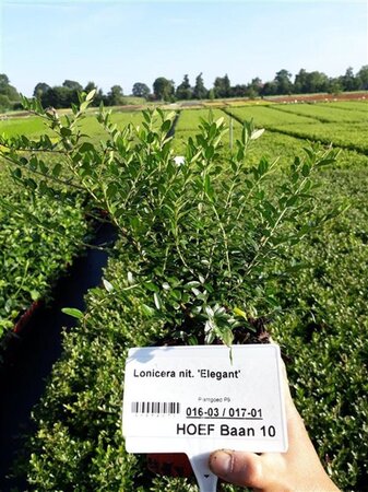 Lonicera nit. 'Elegant' geen maat specificatie 0,55L/P9cm - afbeelding 5