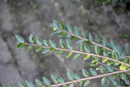 Lonicera nitida geen maat specificatie 0,55L/P9cm - image 4