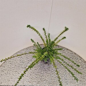 Lonicera nit. 'Maigrün' 30-40 cm cont. 1,5L - afbeelding 4