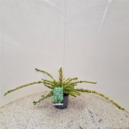 Lonicera nit. 'Maigrün' 30-40 cm cont. 1,5L - afbeelding 6