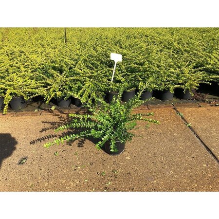 Lonicera nit. 'Maigrün' 30-40 cm cont. 1,5L - afbeelding 7