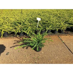 Lonicera nit. 'Maigrün' 30-40 cm cont. 1,5L - afbeelding 7