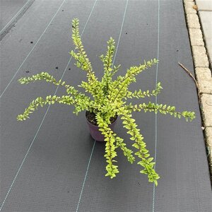 Lonicera nit. 'Maigrün' 30-40 cm cont. 1,5L - afbeelding 10