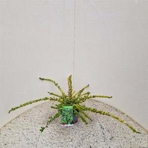 Lonicera nit. 'Maigrün' 30-40 cm cont. 1,5L - afbeelding 7