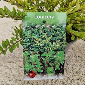 Lonicera nit. 'Maigrün' 30-40 cm cont. 1,5L - afbeelding 8
