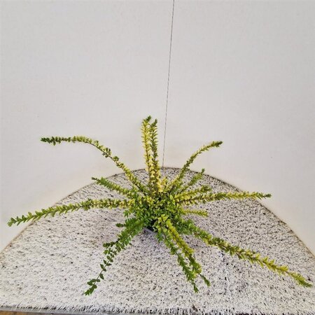 Lonicera nit. 'Maigrün' 30-40 cm cont. 1,5L - afbeelding 9