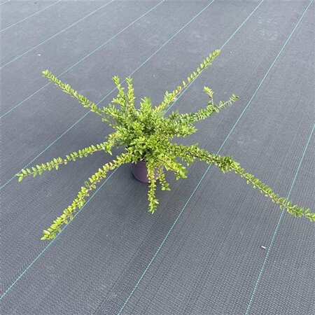 Lonicera nit. 'Maigrün' 30-40 cm cont. 1,5L - afbeelding 5