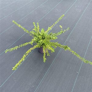 Lonicera nit. 'Maigrün' 30-40 cm cont. 1,5L - afbeelding 5