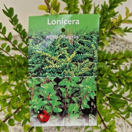 Lonicera nit. 'Maigrün' 30-40 cm cont. 1,5L - afbeelding 2