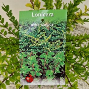 Lonicera nit. 'Maigrün' 30-40 cm cont. 1,5L - afbeelding 2