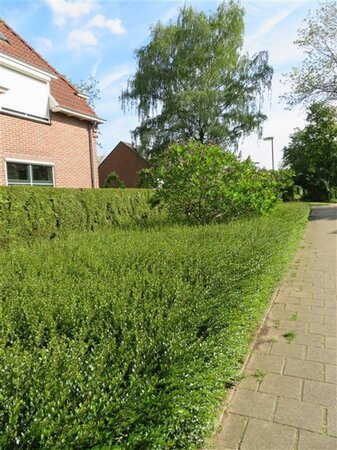 Lonicera nit. 'Maigrün' geen maat specificatie 0,55L/P9cm - afbeelding 7