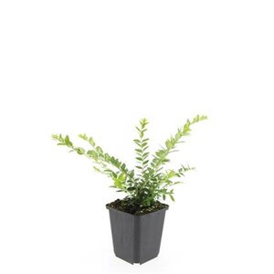 Lonicera nit. 'Maigrün' geen maat specificatie 0,55L/P9cm - afbeelding 3