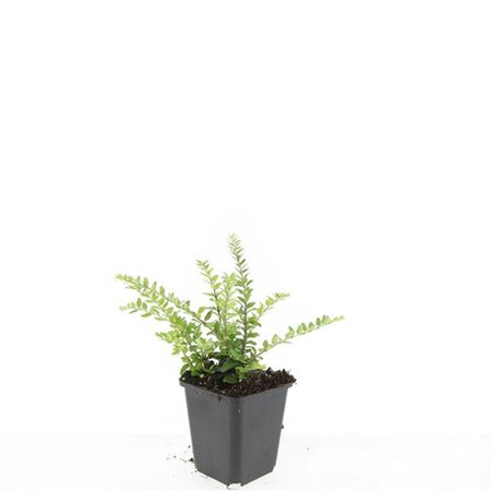 Lonicera nit. 'Maigrün' geen maat specificatie 0,55L/P9cm - afbeelding 2