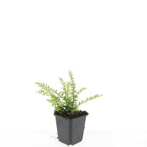 Lonicera nit. 'Maigrün' geen maat specificatie 0,55L/P9cm - afbeelding 2