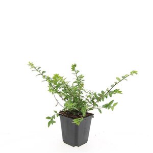 Lonicera nit. 'Maigrün' geen maat specificatie 0,55L/P9cm - afbeelding 10