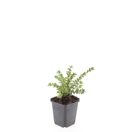 Lonicera nit. 'Maigrün' geen maat specificatie 0,55L/P9cm - image 5