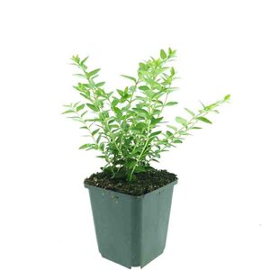 Lonicera nit. 'Maigrün' geen maat specificatie 0,55L/P9cm - image 4