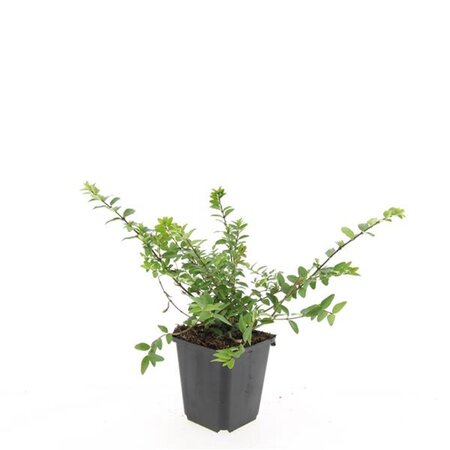 Lonicera nit. 'Maigrün' geen maat specificatie 0,55L/P9cm - image 10