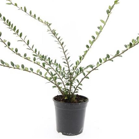 Lonicera pileata geen maat specificatie cont. 1,5L