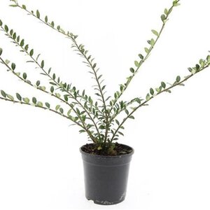 Lonicera pileata geen maat specificatie cont. 1,5L