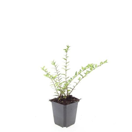 Lonicera pileata geen maat specificatie 0,55L/P9cm - afbeelding 5