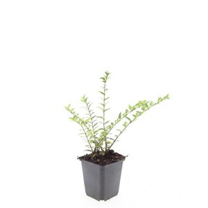 Lonicera pileata geen maat specificatie 0,55L/P9cm - afbeelding 5