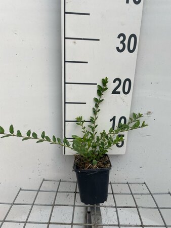 Lonicera pileata geen maat specificatie 0,55L/P9cm - afbeelding 4