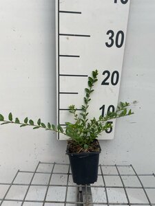 Lonicera pileata geen maat specificatie 0,55L/P9cm - afbeelding 4