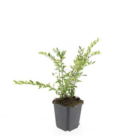 Lonicera pileata geen maat specificatie 0,55L/P9cm - afbeelding 6