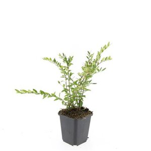 Lonicera pileata geen maat specificatie 0,55L/P9cm - afbeelding 6