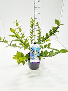 Lonicera purpusii 'Winter Beauty' 40-50 cm cont. 3,0L - afbeelding 2