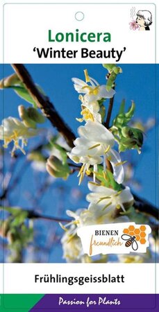 Lonicera purpusii 'Winter Beauty' 40-50 cm cont. 3,0L - afbeelding 1