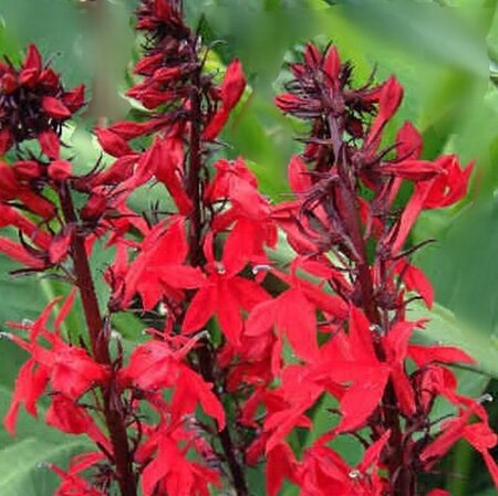 Lobelia 'Queen Victoria' geen maat specificatie 0,55L/P9cm - afbeelding 5