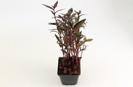 Lobelia 'Queen Victoria' geen maat specificatie 0,55L/P9cm - afbeelding 2
