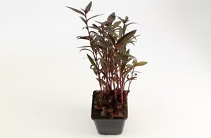 Lobelia 'Queen Victoria' geen maat specificatie 0,55L/P9cm - afbeelding 2