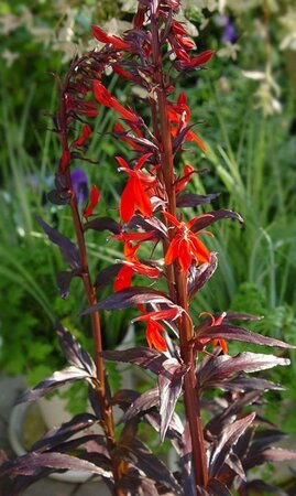 Lobelia 'Queen Victoria' geen maat specificatie 0,55L/P9cm