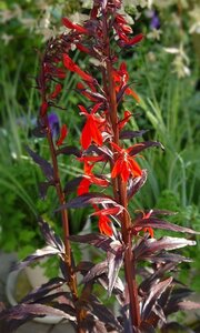 Lobelia 'Queen Victoria' geen maat specificatie 0,55L/P9cm