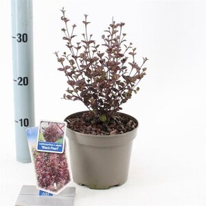 Lophomyrtus ralphii Black Pearl 25-30 cm cont. 2,0L