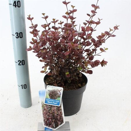 Lophomyrtus ralphii Black Pearl 25-30 cm cont. 2,0L - afbeelding 3
