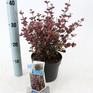 Lophomyrtus ralphii Black Pearl 25-30 cm cont. 2,0L - afbeelding 3