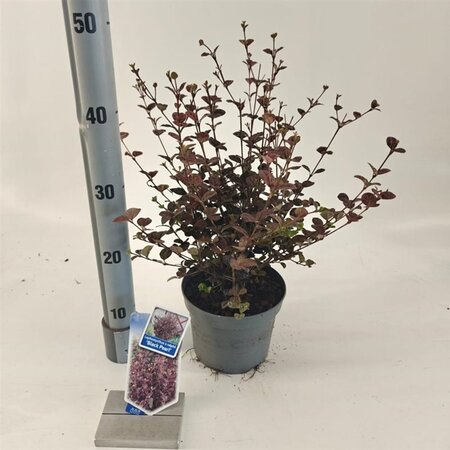 Lophomyrtus ralphii Black Pearl 25-30 cm cont. 2,0L - afbeelding 2