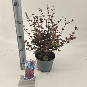 Lophomyrtus ralphii Black Pearl 25-30 cm cont. 2,0L - afbeelding 2