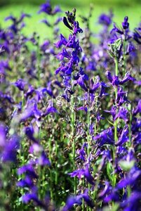 Lobelia siphilitica geen maat specificatie 0,55L/P9cm