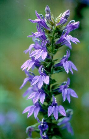 Lobelia siphilitica geen maat specificatie 0,55L/P9cm - afbeelding 2